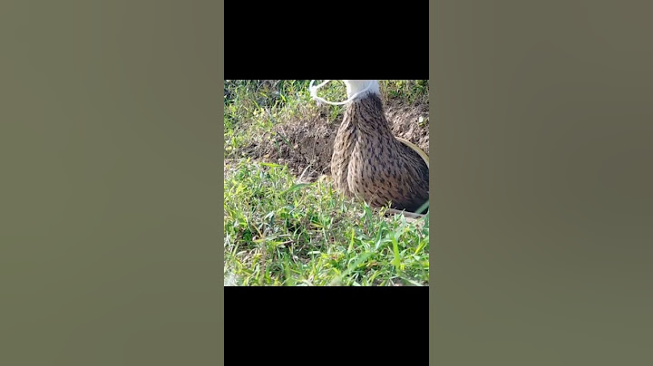 Duck Trap #shorts #puttheatrapkp #youtubeshorts