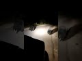 Bears are live in Chithradurga