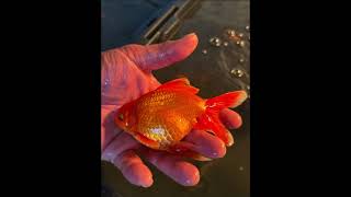 🐟 4 Jumbo Goldfish Need New Homes! ❤️ Plus Baby Fancy Goldfish Bundle! 🌺 @DaFancyGoldFishFamily