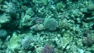 Hurghada, Egypt - snorkeling in corals near the Utopia Island