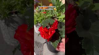Begonias #flowers #garden
