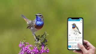 Nueva aplicación Aves de España de SEOBirdLife
