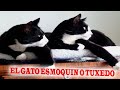 El gato Esmoquin, Tuxedo o Pintos ¿Es una Raza? Conoce sobre ellos en este video