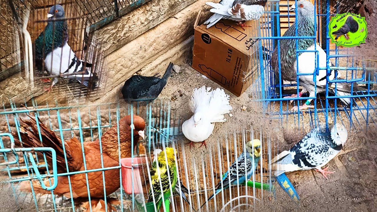 جديد سوق الحمام وطويور في تطوان يوم الأحد في المغرب تحياتي للجميع