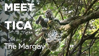 Meet Tica Margay by Big Cat Rescue 1,478 views 1 month ago 4 minutes, 6 seconds