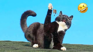 Best Fails of The Year | 15 minutes of Funniest Animals | Funny Cats and Dogs | TRY NOT TO LAUGH