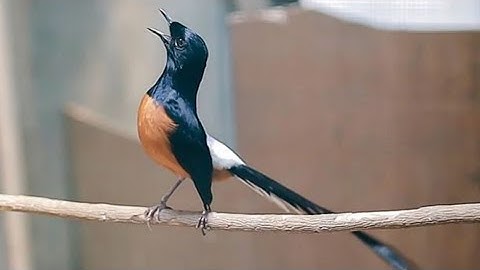 Sekolah Burung Murai Bojonegoro Cetak Gacuan Nasional