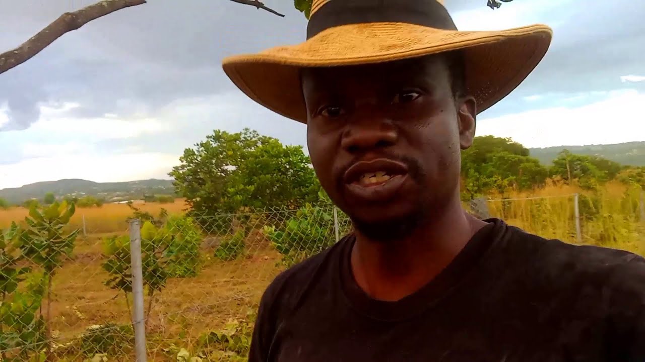 Field Fencing Creating Infrastructure for our Homestead in Zimbabwe