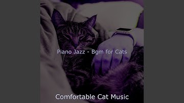 Wonderful Backdrops for Kittens