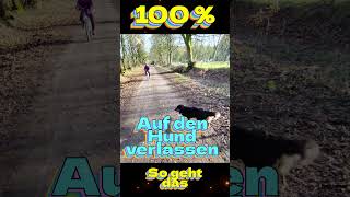 Das lernst du in keiner HS # #dogshorts #aussie #hund #tiere #doglife #danke #dogs #funny #hunde