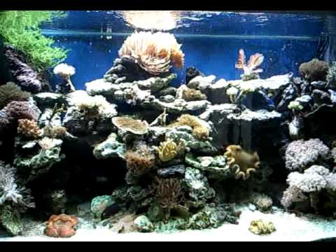 Reef Aquarium