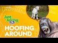 Animal Jokes and Riddles