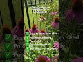Easiest Flowers to Grow-Coneflower/Echinacea #americanmalayali #desigardener