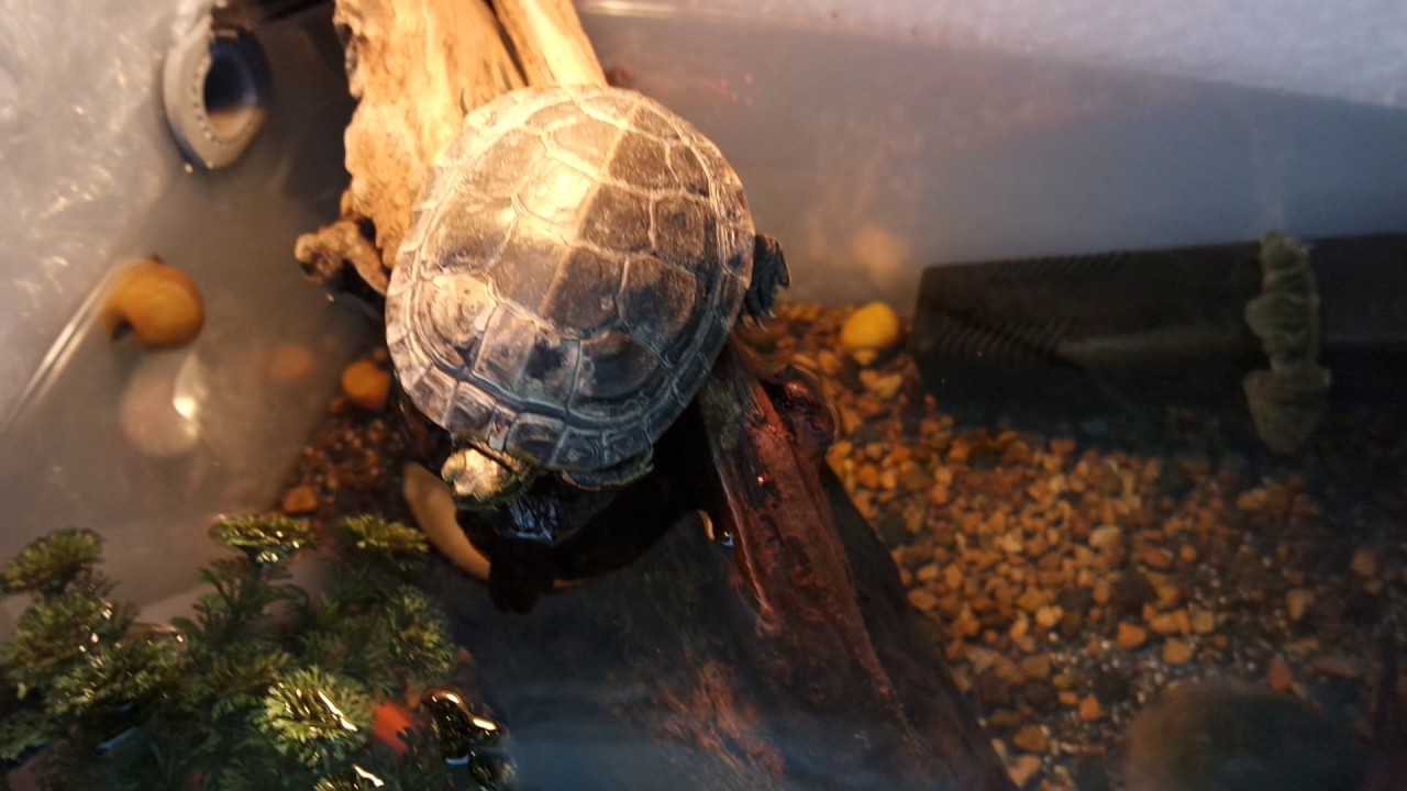 No water change turtle tank upgrade!!