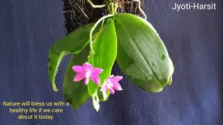 Phalenopsis Viloacea, Orchid, Species