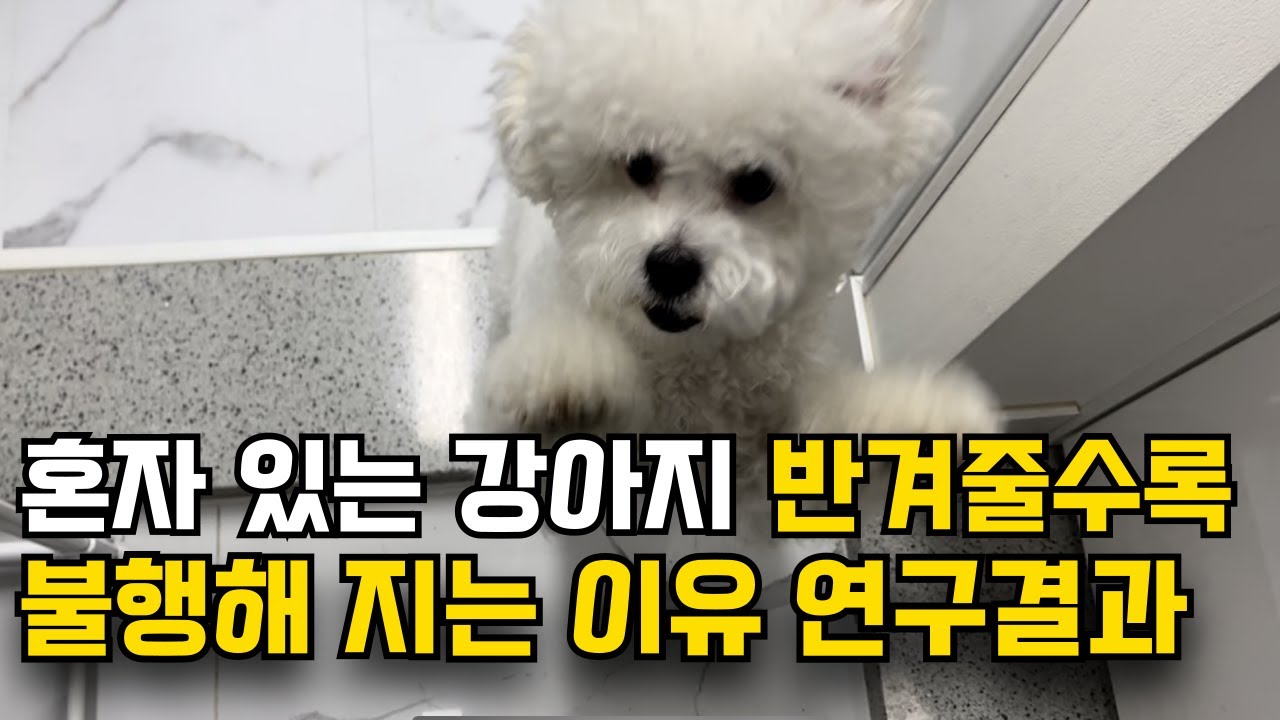 퇴근 후 강아지 바로 안아주지 마세요. 이거 모르면 '분리불안'만 심해집니다.