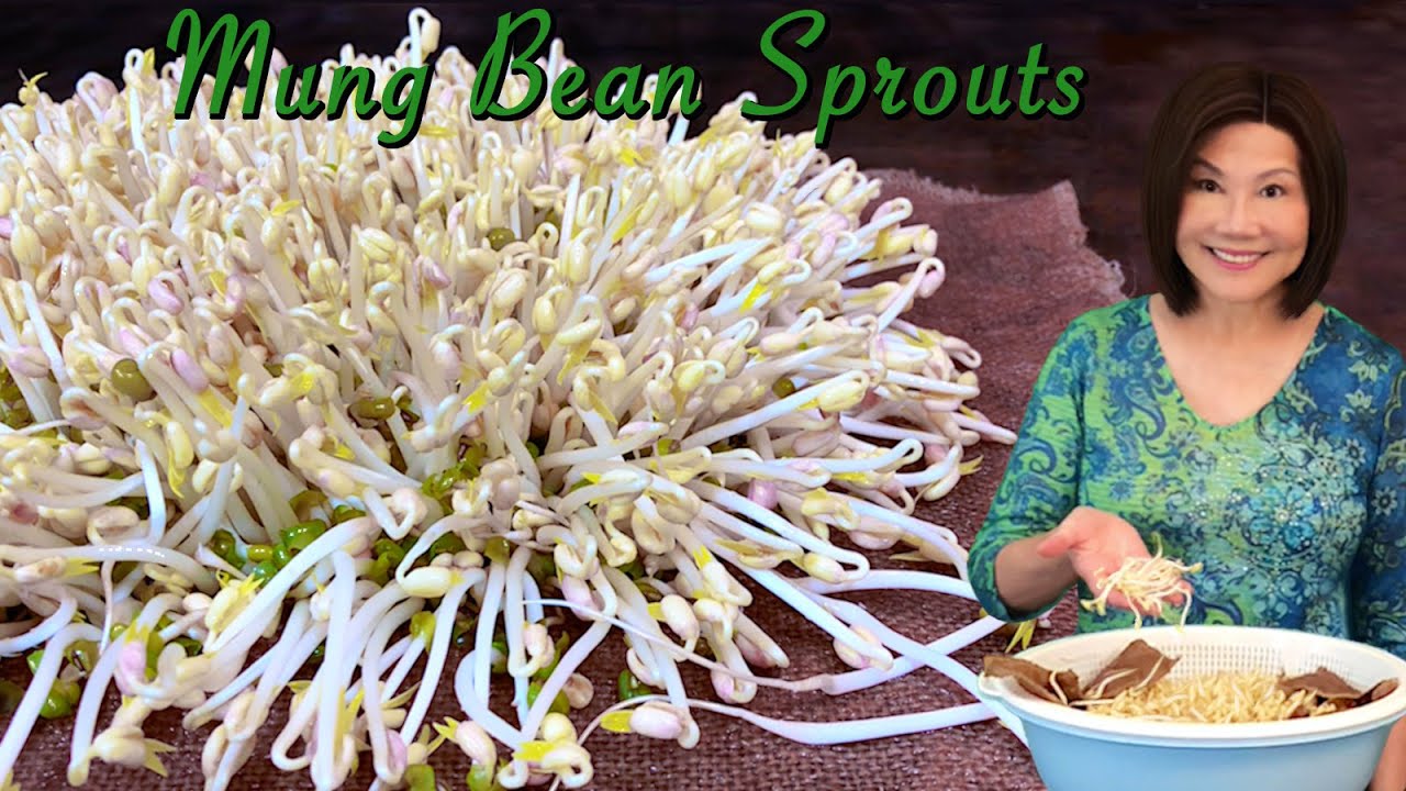 How to Sprout Mung Beans   Done Right and Perfect Every Time  