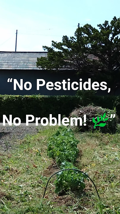 Protecting My Kale Naturally 🌿🦋 | No Pesticides, Just Netting!