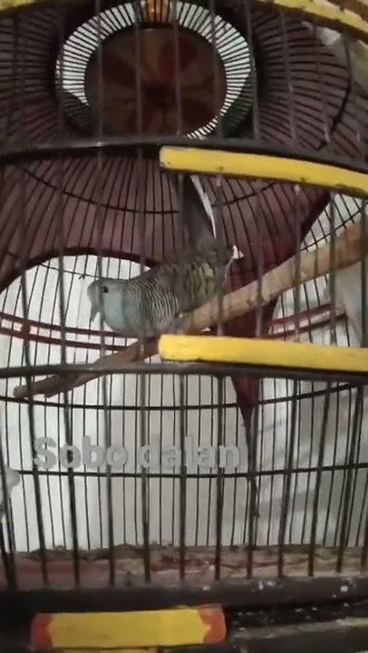 burung penuh mistis, malam jumat legi.       #lingsir_wengi