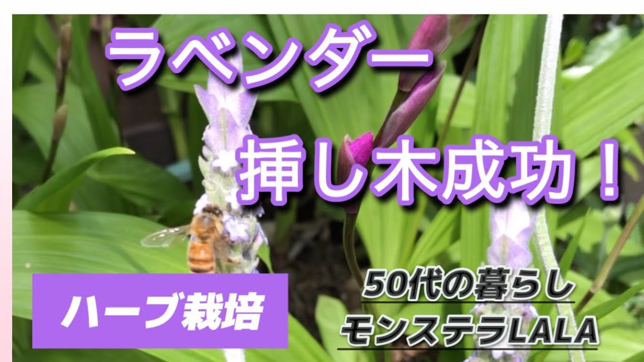 植物栽培 挿し木】ラベンダーデンタータの挿し木の方法/lavender