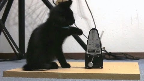 Cats vs. Metronomes