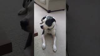Pit Bull Pudding
