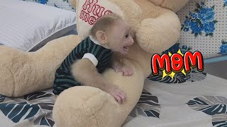 Baby Monkey SUGAR Screaming and Won't Sleep without Mom