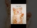 Come back 🥺 #funny #catmemes #catmemes #funnycats #funnycats #cat #fypシ #foryou