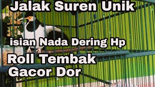 Jalak Suren Unik Isian Nada dering Hp Gacor Rol Tembak