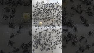 #Short video #insects #fly#nature #memes