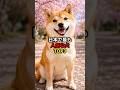 日本で最も人気な犬TOP3 #雑学 #世界 #豆知識 #教養