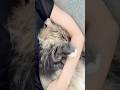Sleeping happy😪 #cat #cute #cutecat