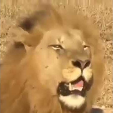 viral Lucu singa teriak THR