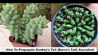 How to Propagate Donkey&#39;s Tail (Burro&#39;s Tail) Succulent