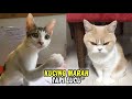 Semakin marah kok semakin lucu momen ketika kucing marahmarah ga jelas  kucing lucu