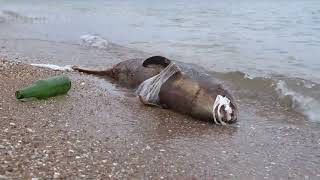 "Protecting Our Planet: Simple Steps to a Greener Future"