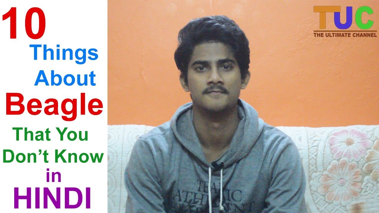 10 BEAGLE Facts That You Don't Know in HINDI DOG Facts IN HINDI THE ULTIMATE CHANNEL