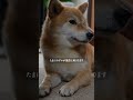 柴犬を飼っている人が だいたい口にする『言葉』【#499】 #柴犬 #柴犬との暮らし