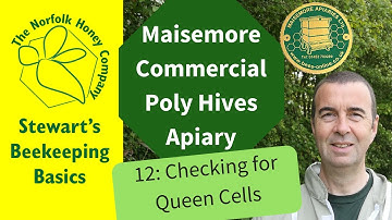 Checking Our Poly Hive For Queen Cells