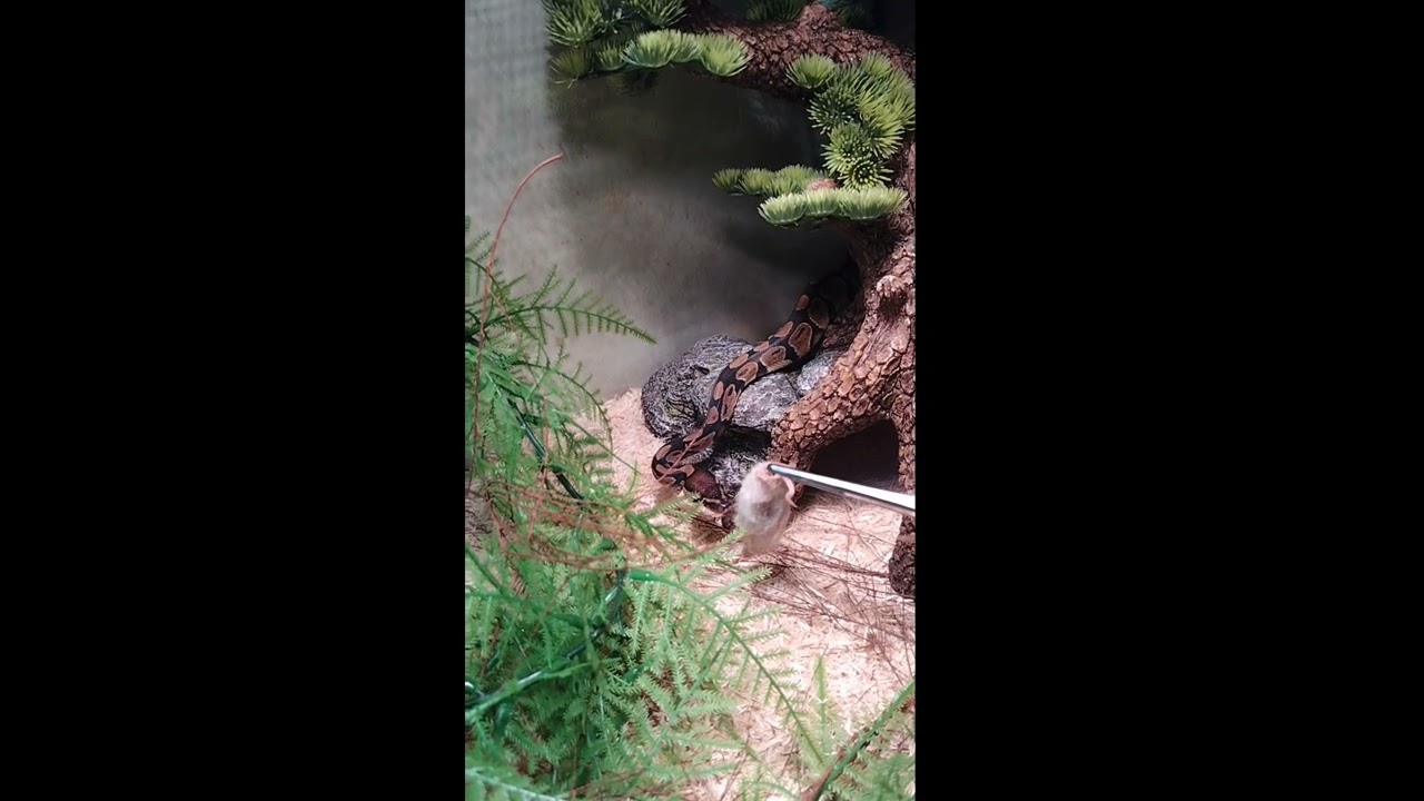 ball python feeding strike compilation