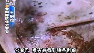 20110428 公視晚間新聞 調查:不當捕魚 逾3成白海豚留傷痕