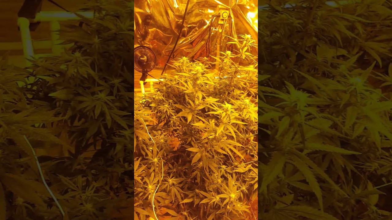 Hps mixed with led tour of the grow room let's see what happens