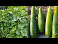 How i grew 7080 bangla khodu bottle gourd