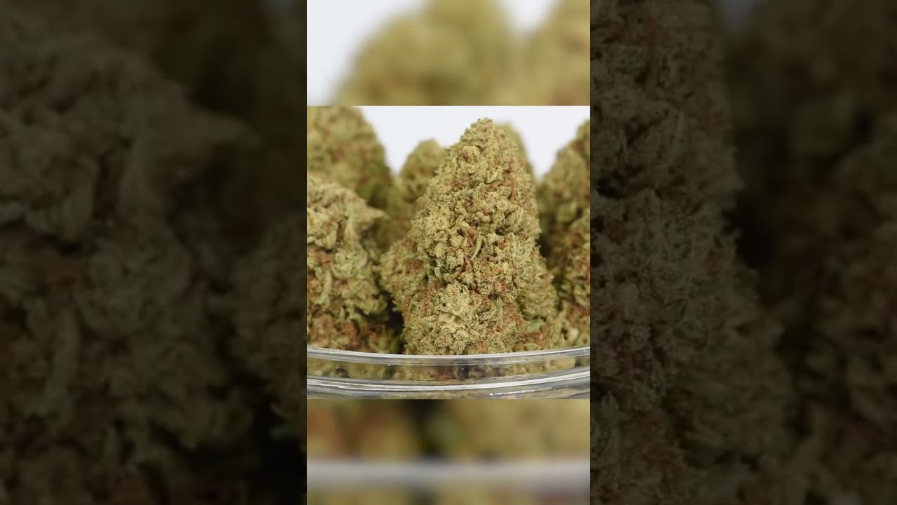 JAXON White CBG Flower will make you feel as good as it looks 🤩