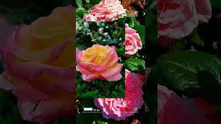 ✨THE LAST ROMANTIC✨ @RASELHITS #raselhits #rose #flowers
