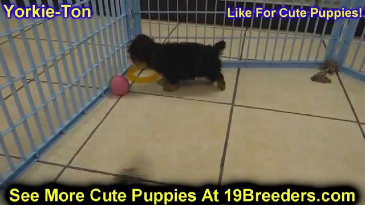 Yorkie Ton, Puppies, Dogs, For Sale, In Aurora, County, Illinois, IL, 19Breeders, Joliet, Elgin