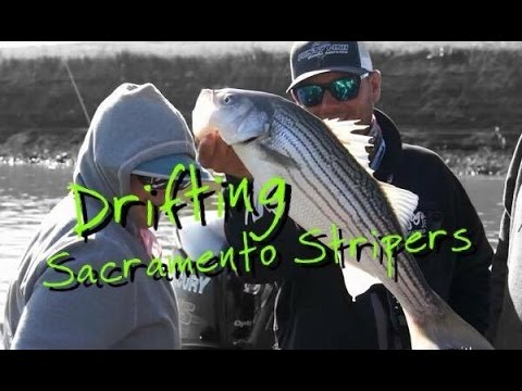 Drifting live bait for Sacramento River Striped Bass Ft. Scott