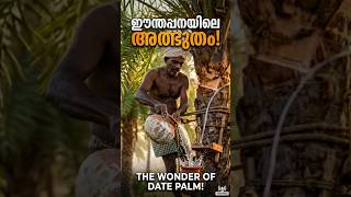 ഈന്തപ്പനയിലെ അത്ഭുതം! 🌴ഇത് കണ്ടിട്ടുണ്ടോ? Date Palm Magic!Traditional Toddy Tapping #toddy #short