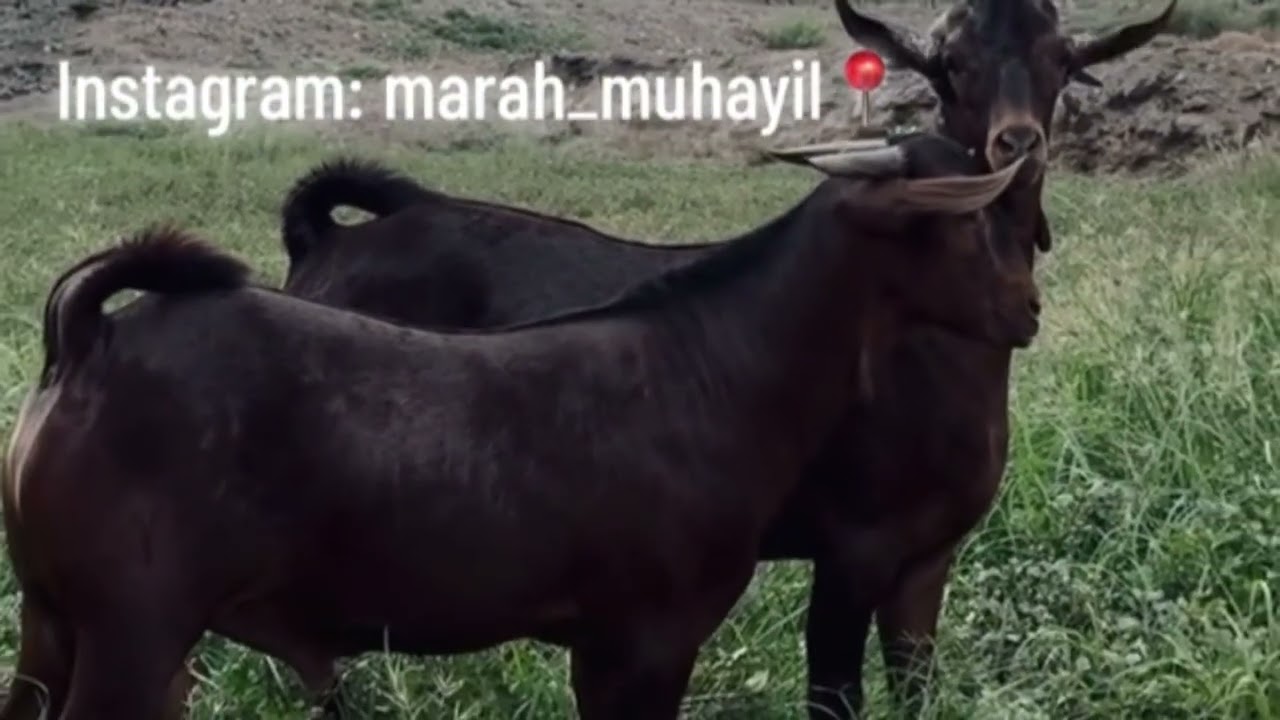 مراح ارض الدهم