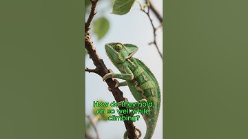 🦎 Chameleons: The Color-Changing Masters of the Wild! 🦎#animals #animalfacts #funfacts #chameleon